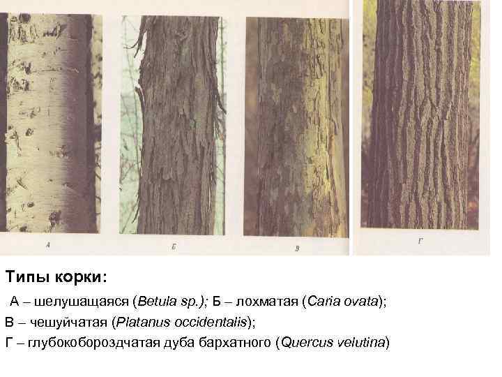 Типы корки: А – шелушащаяся (Betula sp. ); Б – лохматая (Caria ovata); В
