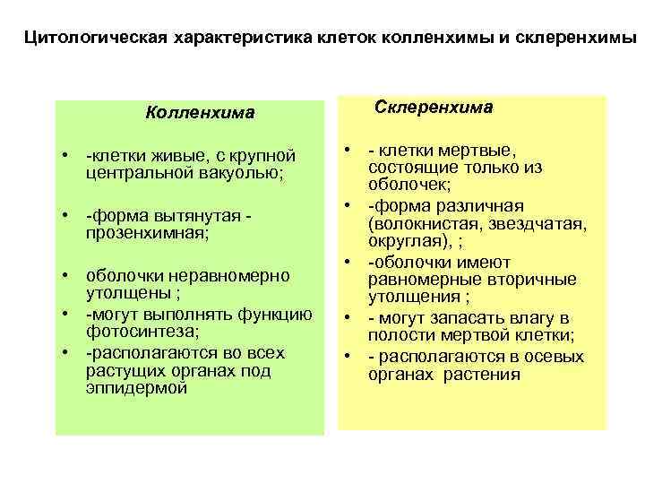 Цитологическая характеристика клеток колленхимы и склеренхимы Колленхима • -клетки живые, с крупной центральной вакуолью;