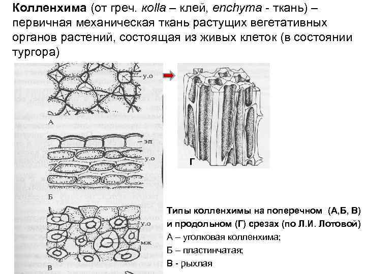 Колленхима (от греч. кolla – клей, enchyma - ткань) – первичная механическая ткань растущих