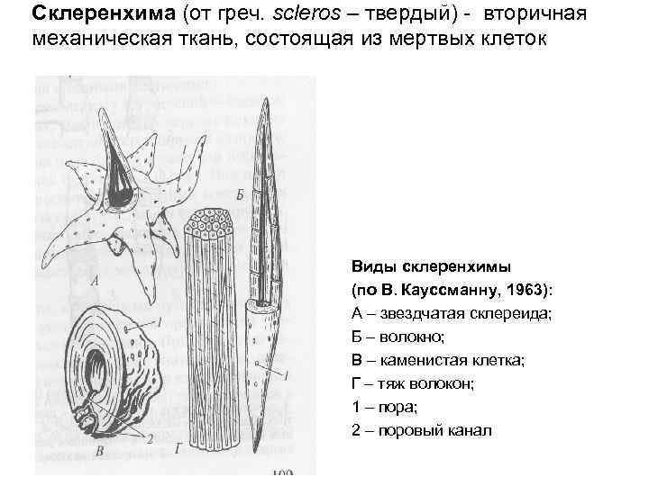 Склеренхима (от греч. scleros – твердый) - вторичная механическая ткань, состоящая из мертвых клеток