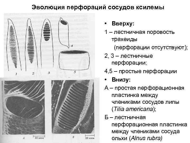 Эволюция перфораций сосудов ксилемы • Вверху: 1 – лестничная поровость трахеиды (перфорации отсутствуют); 2,