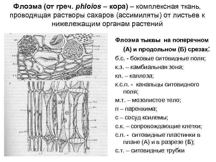 Флоэма (от греч. phloios – кора) – комплексная ткань, проводящая растворы сахаров (ассимиляты) от