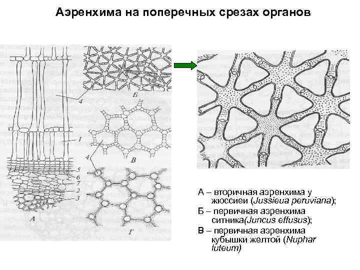 Аэренхима на поперечных срезах органов А – вторичная аэренхима у жюссиеи (Jussieua peruviana); Б