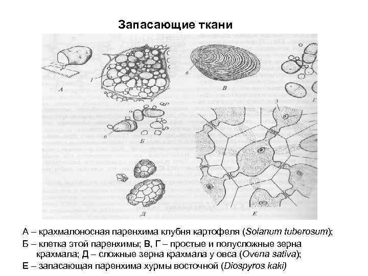 Запасающие ткани А – крахмалоносная паренхима клубня картофеля (Solanum tuberosum); Б – клетка этой