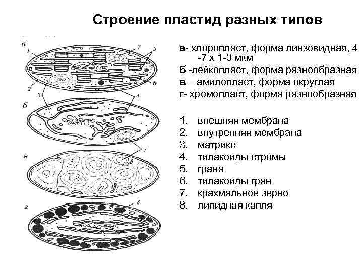 Строение пластид разных типов а- хлоропласт, форма линзовидная, 4 -7 х 1 -3 мкм