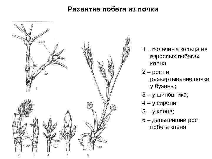 Заполните схему строение вегетативного тела высшего растения