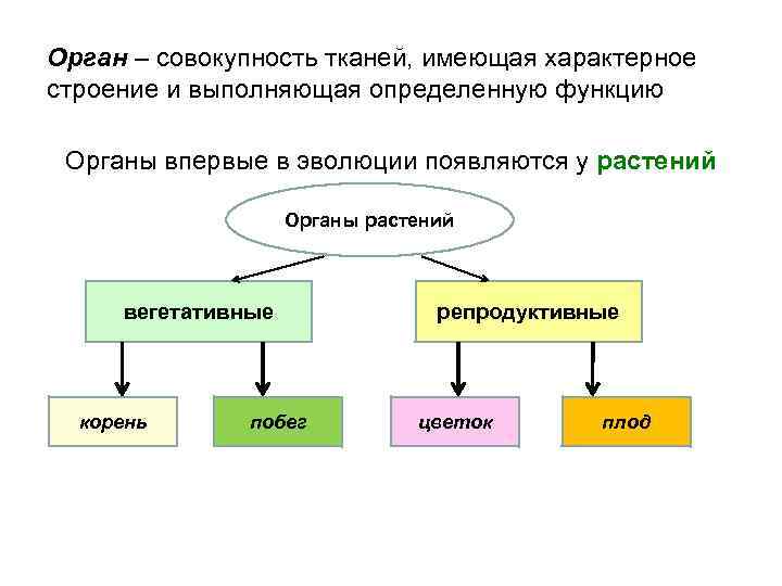 Орган – совокупность тканей, имеющая характерное строение и выполняющая определенную функцию Органы впервые в