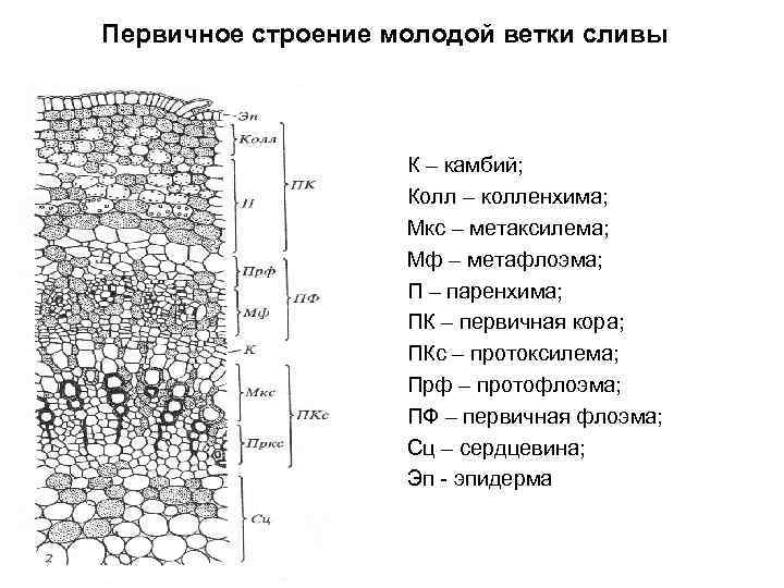 Первичное строение. ПРОТОФЛОЭМА. Первичное строение побега. Строение паренхимы коры молодой ветви. ПРОТОФЛОЭМА И метафлоэма.