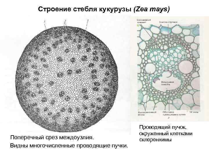 Схема стебля кукурузы