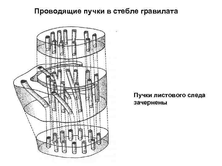 Проводящие пучки в стебле гравилата Пучки листового следа зачернены 