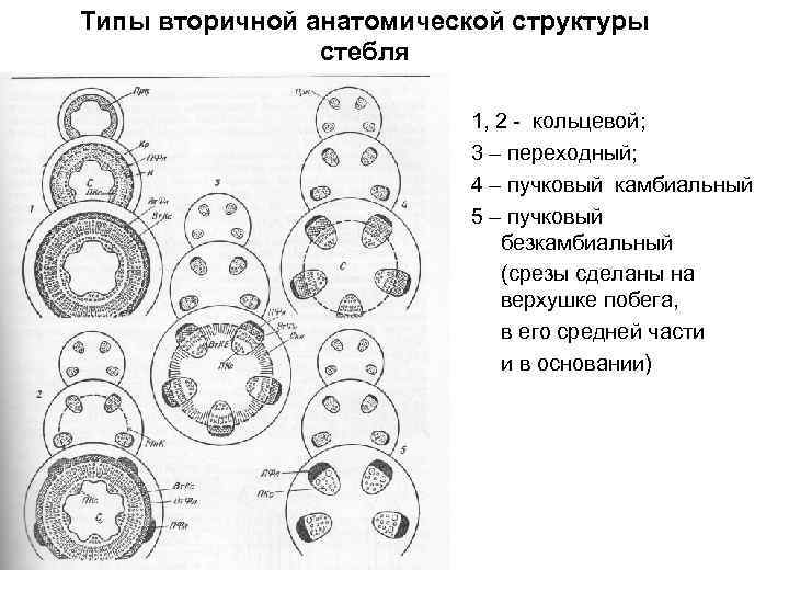 3 рисунок 2 3 структура. Развитие анатомических структур стебля. Типы развития вторичной структуры стебля по с.п.Костычеву. Типы структуры стебля пучковый переходный. Анатомические типы стеблей.