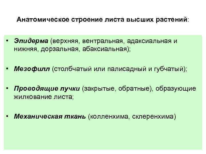 Анатомическое строение листа высших растений: • Эпидерма (верхняя, вентральная, адаксиальная и нижняя, дорзальная, абаксиальная);