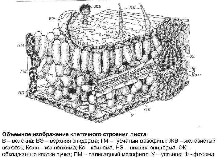 Объемное изображение клеточного строения листа: В – волокна; ВЭ – верхняя эпидерма; ГМ –