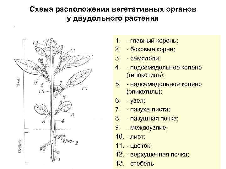 Строение высших. Морфология вегетативных органов высших растений. Строение побега цветкового растения схема. Вегетативные органы растений схема. Филогенез вегетативных органов растений.