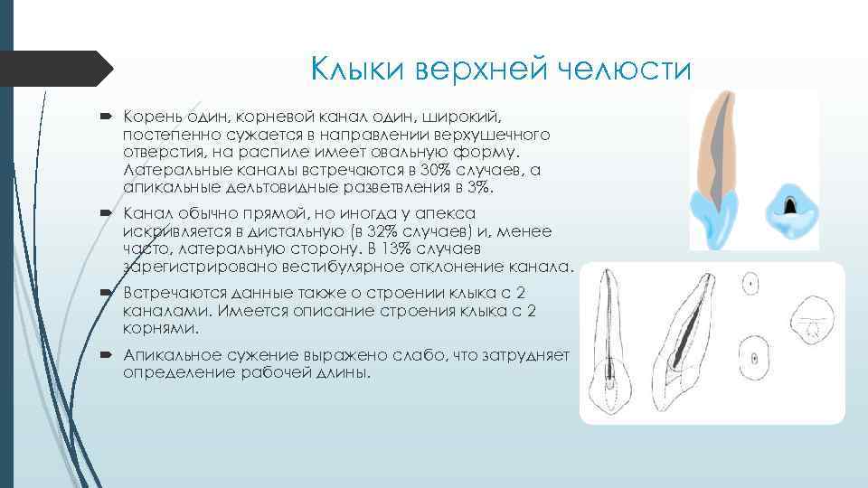 Клыки верхней челюсти Корень один, корневой канал один, широкий, постепенно сужается в направлении верхушечного