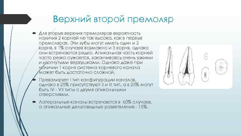 Верхний второй премоляр Для вторых верхних премоляров вероятность наличия 2 корней не так высока,