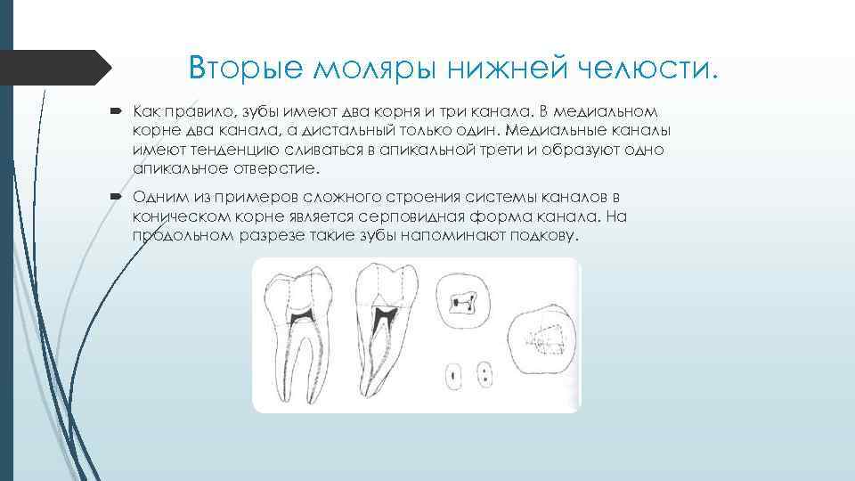 Вторые моляры нижней челюсти. Как правило, зубы имеют два корня и три канала. В
