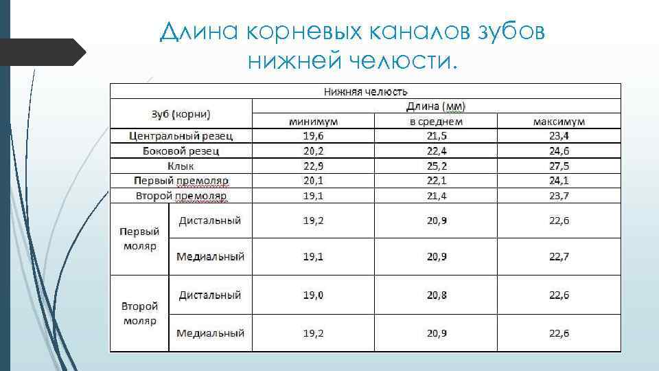 Длина корневых каналов зубов нижней челюсти. 