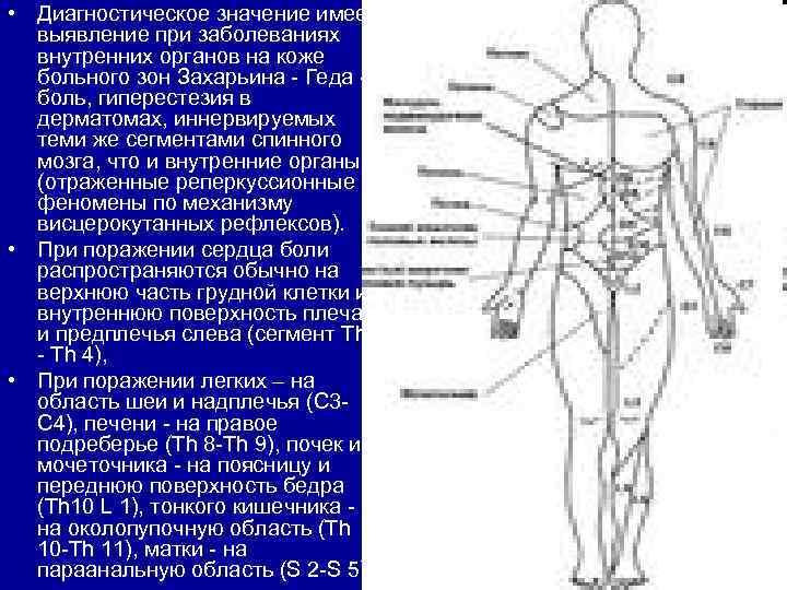 Зоны захарьина геда схема и описание атлас