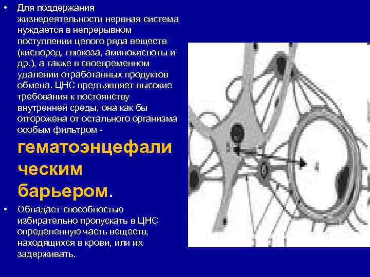  • Для поддержания жизнедеятельности нервная система нуждается в непрерывном поступлении целого ряда веществ