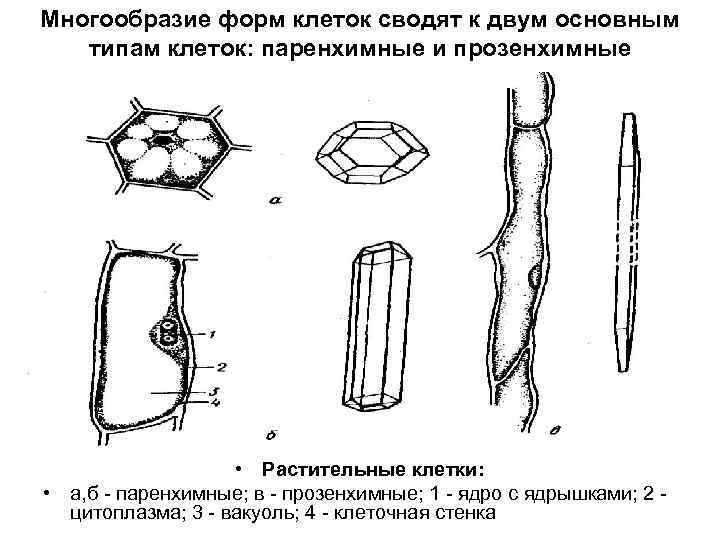 Многообразие форм клеток сводят к двум основным типам клеток: паренхимные и прозенхимные • Растительные