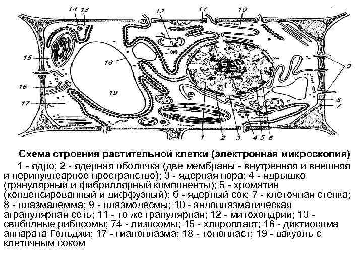 Схема строения растительной клетки (электронная микроскопия) 1 - ядро; 2 - ядерная оболочка (две