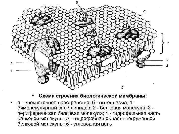  • Схема строения биологической мембраны: • а - внеклеточное пространство; б - цитоплазма;