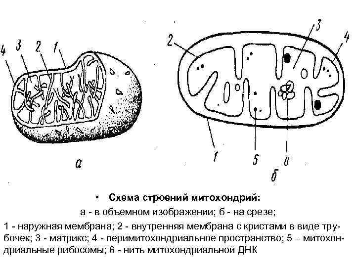  • Схема строений митохондрий: а - в объемном изображении; б - на срезе;