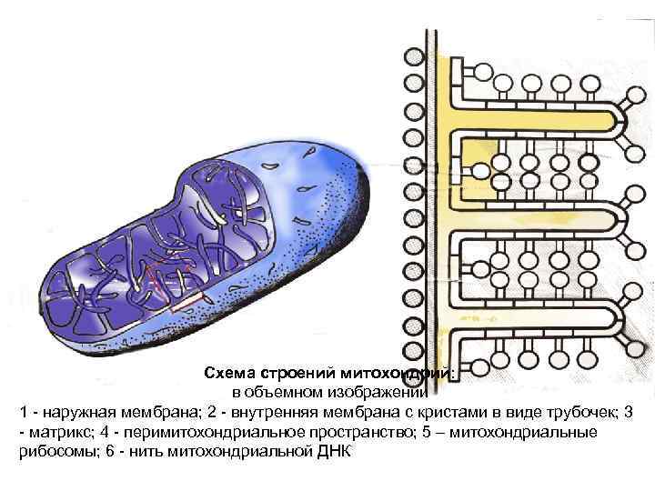 Схема строения митохондрии