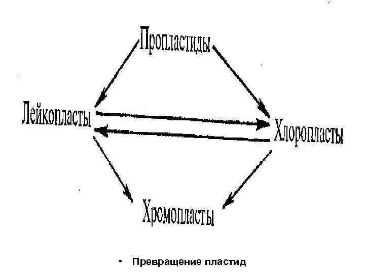  • Превращение пластид 