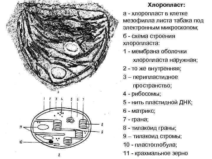 Хлоропласт: а - хлоропласт в клетке мезофилла листа табака под электронным микроскопом; б -