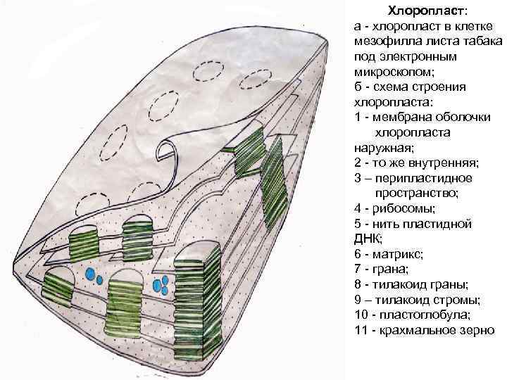 Хлоропласт: а - хлоропласт в клетке мезофилла листа табака под электронным микроскопом; б -