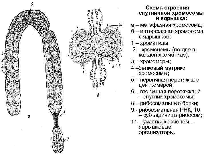 Схема строения спутничной хромосомы и ядрышка: а – метафазная хромосома; б – интерфазная хромосома