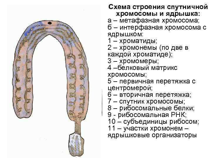 Схема строения спутничной хромосомы и ядрышка: а – метафазная хромосома; б – интерфазная хромосома