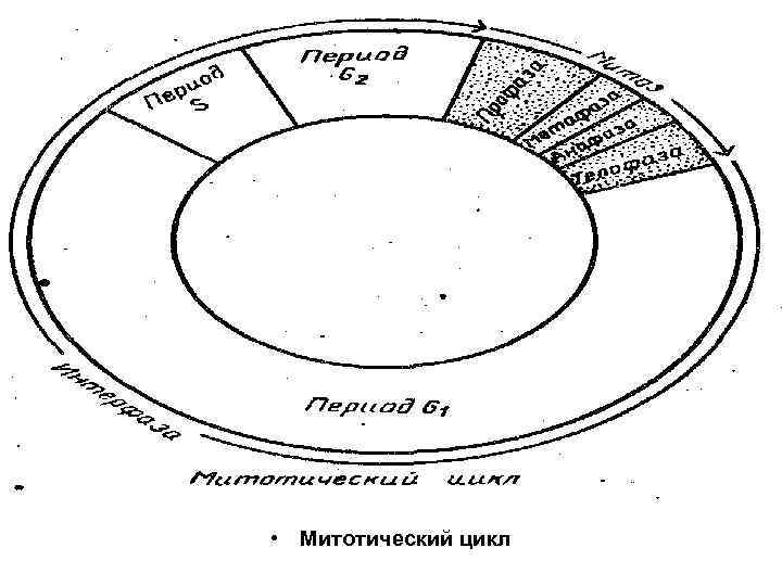  • Митотический цикл 