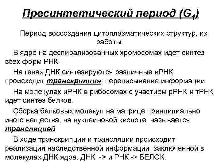 Пресинтетический период (G 1) Период воссоздания цитоплазматических структур, их работы. В ядре на деспирализованных