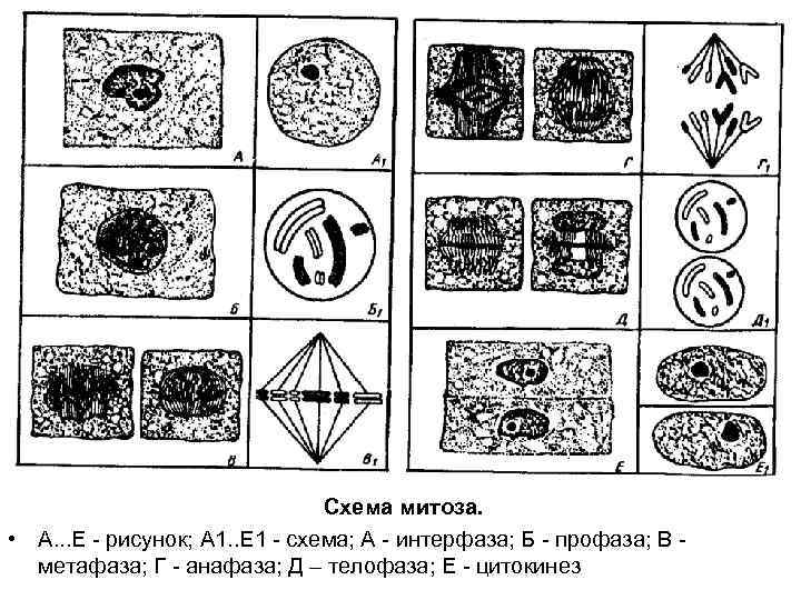 Схема митоза. • А. . . Е - рисунок; A 1. . E 1