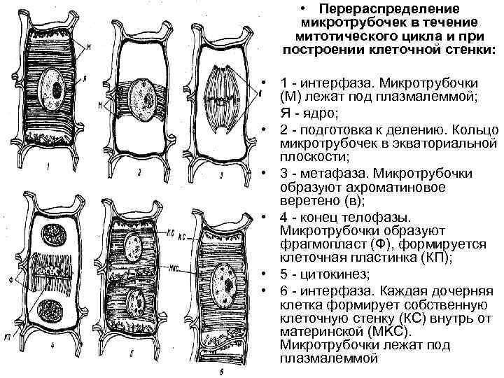  • Перераспределение микротрубочек в течение митотического цикла и при построении клеточной стенки: •