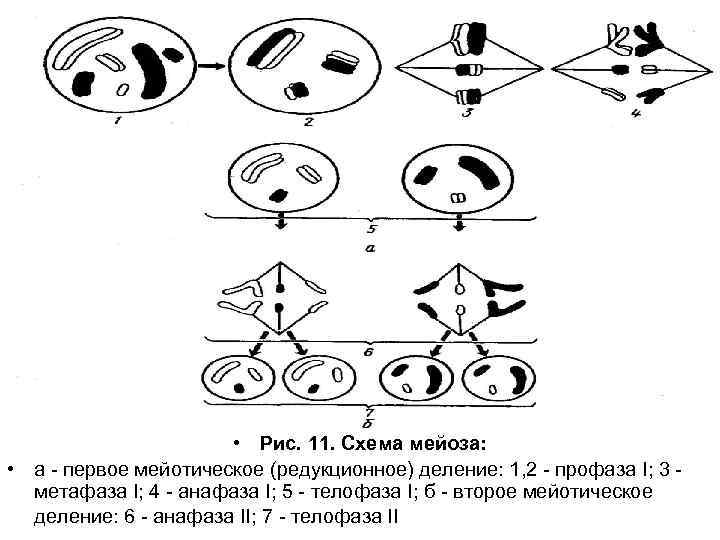  • Рис. 11. Схема мейоза: • а - первое мейотическое (редукционное) деление: 1,