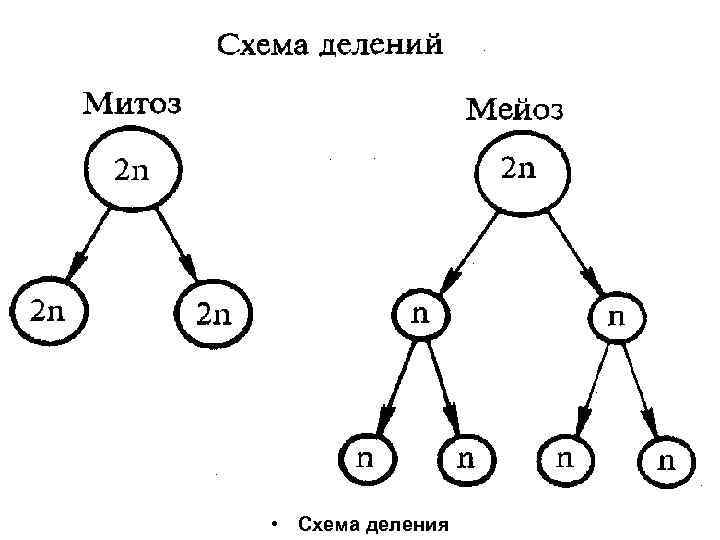  • Схема деления 