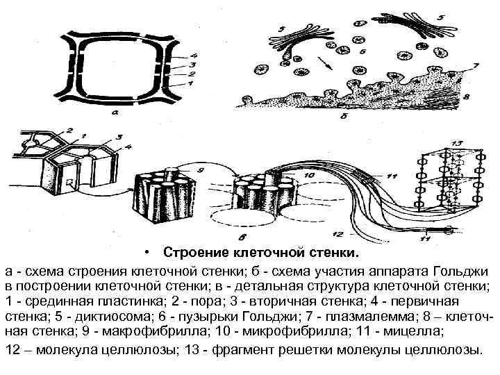  • Строение клеточной стенки. а - схема строения клеточной стенки; б - схема