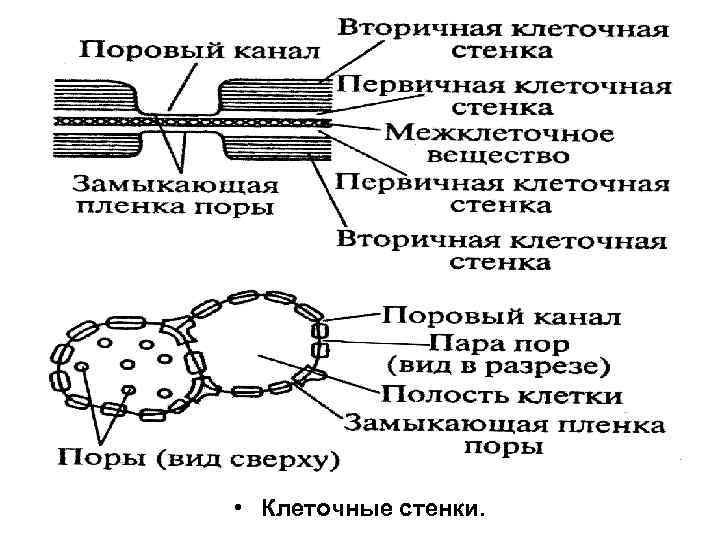  • Клеточные стенки. 