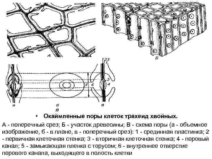  • Окаймленные поры клеток трахеид хвойных. А - поперечный срез; Б - участок