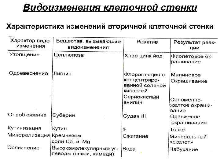 Видоизменения клеточной стенки Характеристика изменений вторичной клеточной стенки 