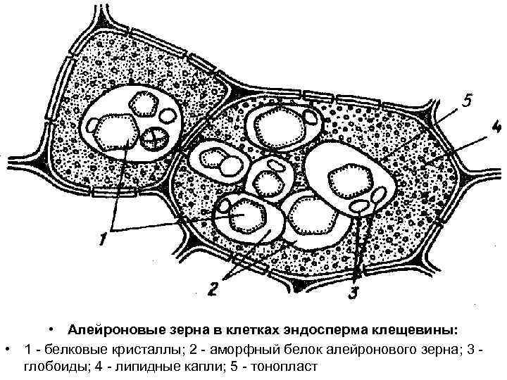  • Алейроновые зерна в клетках эндосперма клещевины: • 1 - белковые кристаллы; 2