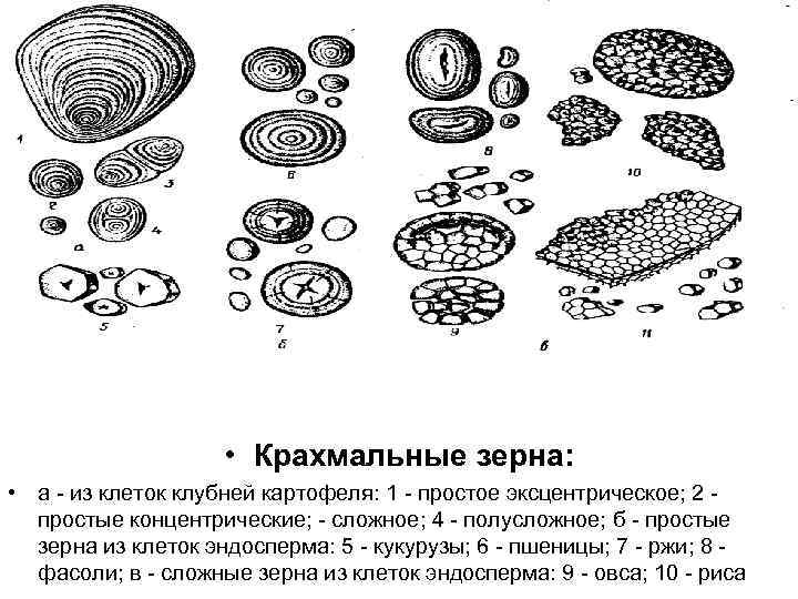  • Крахмальные зерна: • а - из клеток клубней картофеля: 1 - простое