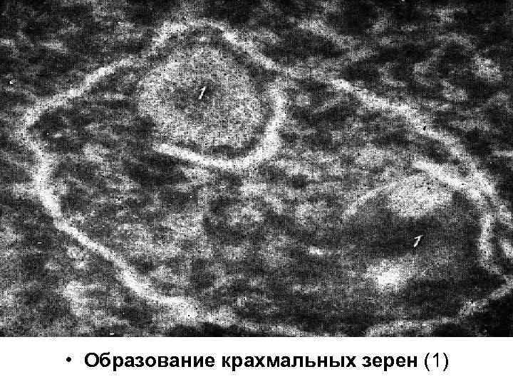  • Образование крахмальных зерен (1) 