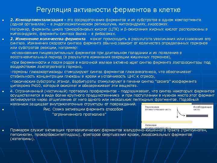 Цербер компартмент