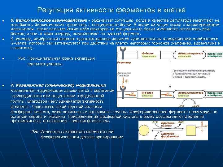 Регуляция активности ферментов в клетке n n 6. Белок-белковое взаимодействие - обозначает ситуацию, когда