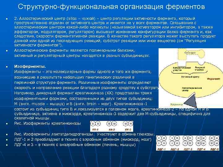 Структурно-функциональная организация ферментов n n n n 2. Аллостерический центр (allos – чужой) –